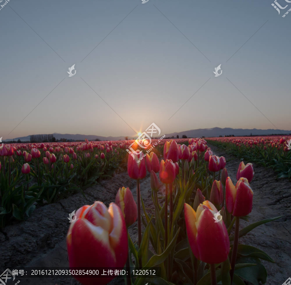 日出的郁金香