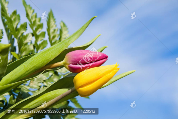 藍天上的郁金香
