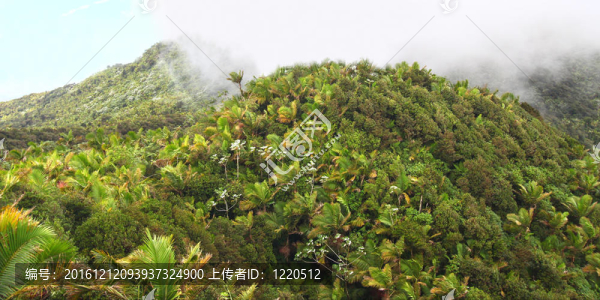 波多黎各的熱帶雨林