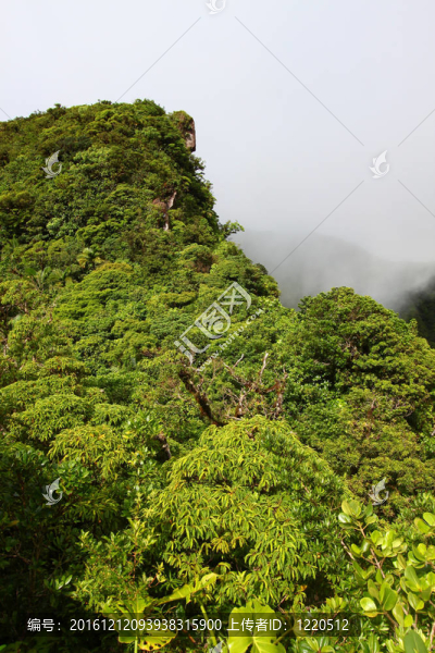 熱帶雨林Saint,Kitts
