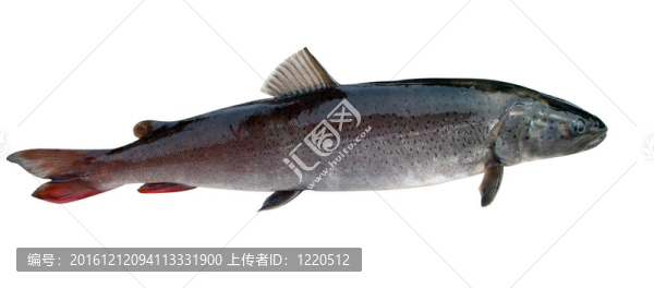 哲羅鮭