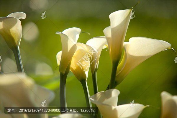 關(guān)閉Calla,Lily黑回來
