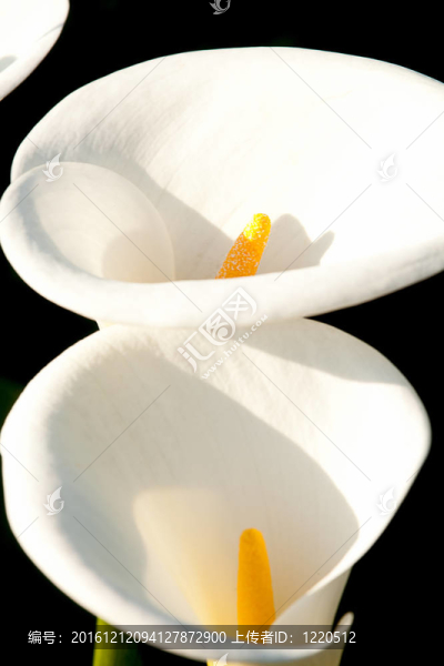 關(guān)閉Calla,Lily黑回來