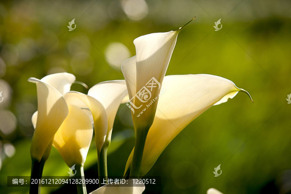關(guān)閉Calla,Lily黑回來
