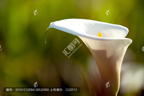 關(guān)閉Calla,Lily黑回來(lái)