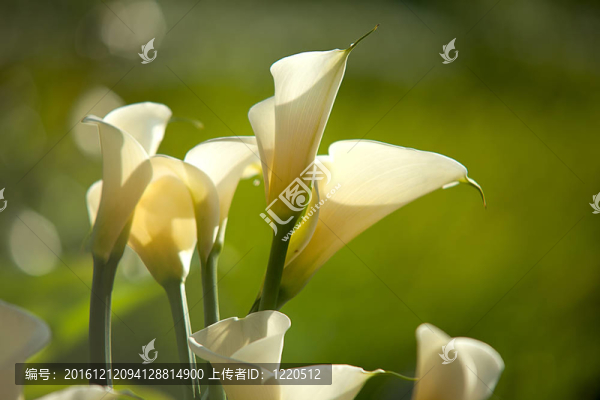 關(guān)閉Calla,Lily黑回來