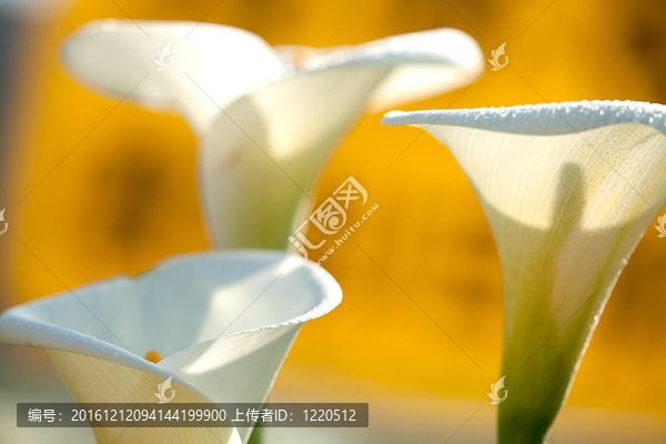 關(guān)閉Calla,Lily黑回來(lái)