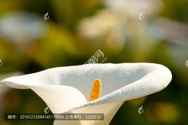 關(guān)閉Calla,Lily黑回來