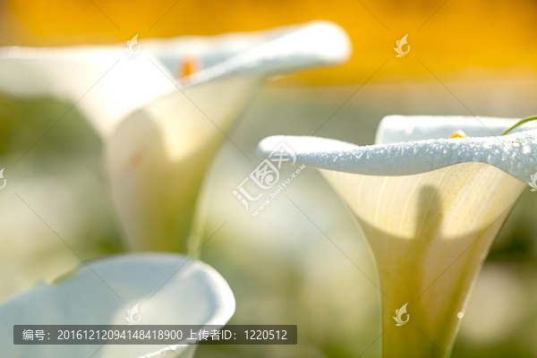 關閉Calla,Lily黑回來