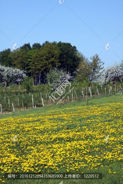 田野的蒲公英