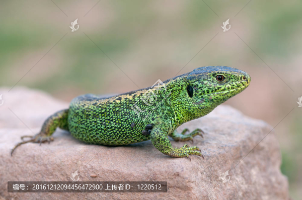 沙蜥蜴