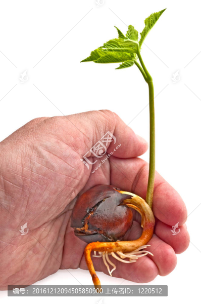 棕櫚上萌發(fā)的栗子
