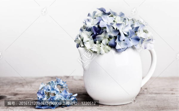 霍滕西亞花