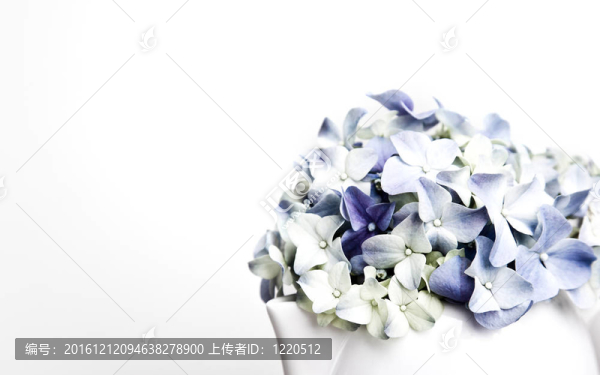 霍滕西亞花