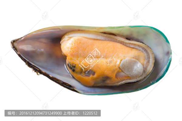 打開(kāi)貽貝