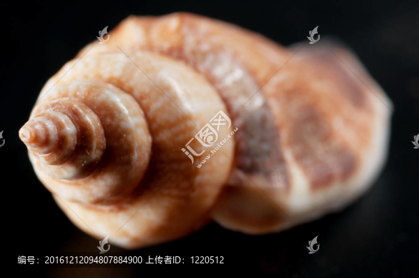 海貝殼