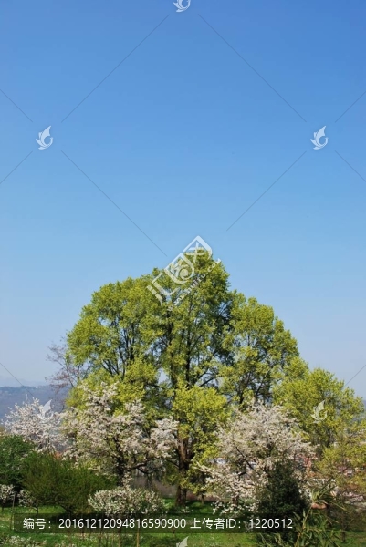 開花的樹
