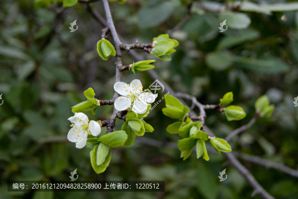 蘋(píng)果花的春天