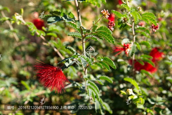 在合歡樹的紅色花朵