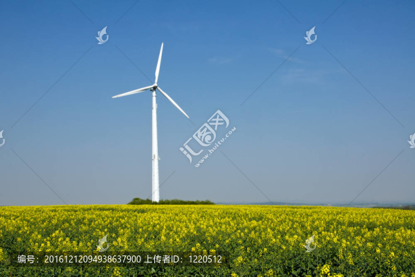油菜和風(fēng)輪