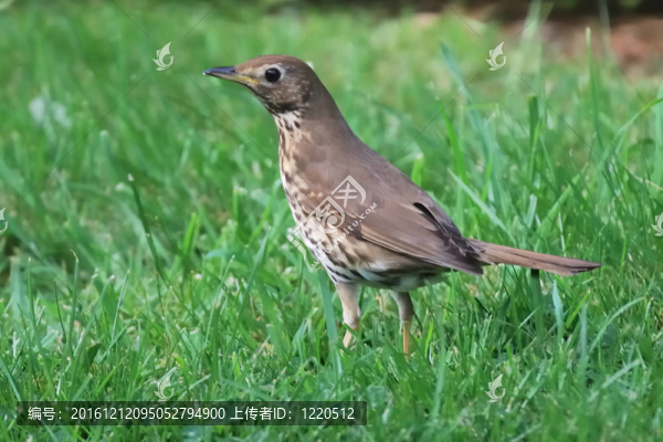 畫眉鳥在花園里尋找食物
