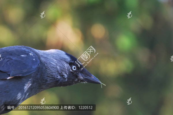 jacdaw頭