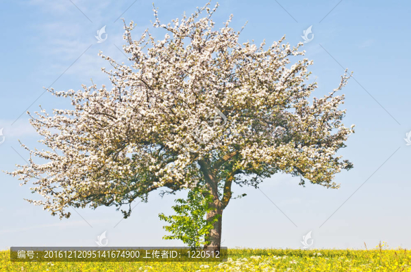 蘋(píng)果樹(shù)開(kāi)花