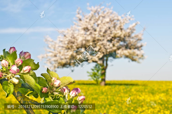 蘋果花