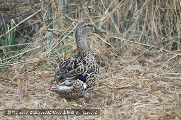 綠頭鴨；Hen