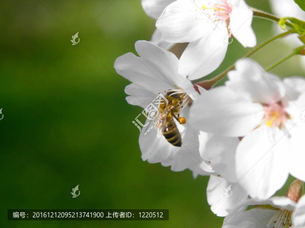 櫻花與蜜蜂