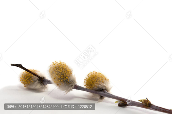 春天褪色柳與柳絮