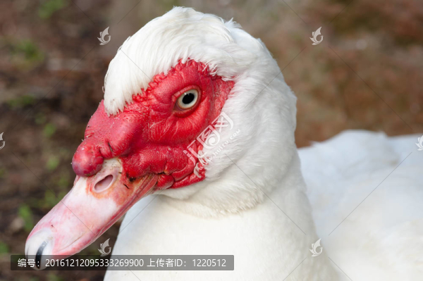 番鴨