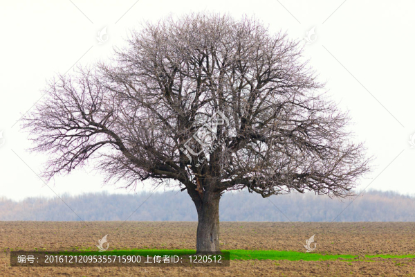 Hornbeam（鵝耳櫪betulus）