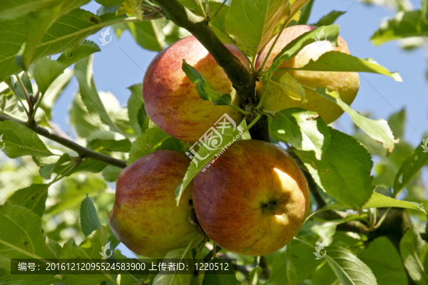 蘋果樹