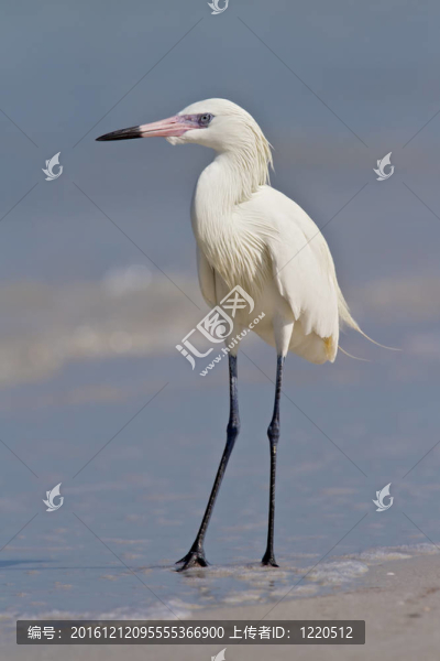 棕頸鷺（Egretta,rufescens）