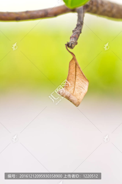 干茶樣