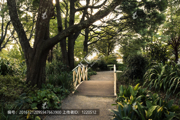 森林橋