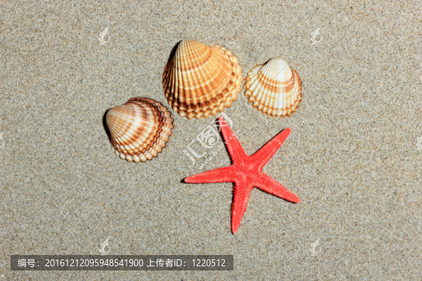 沙灘上的貝殼