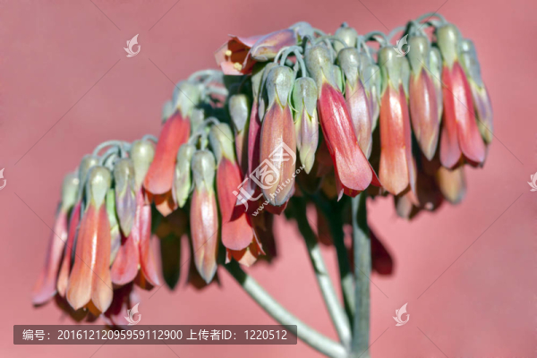 特寫(xiě)B(tài)looming,Aloe,Pendants