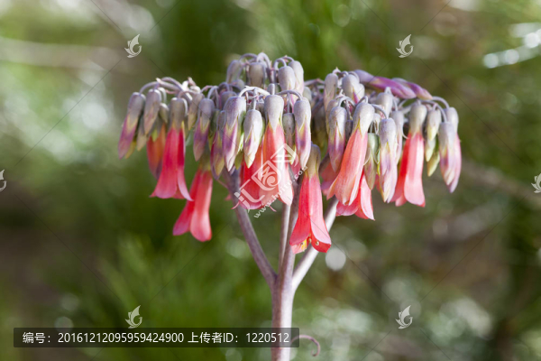 特寫B(tài)looming,Aloe,Pendants