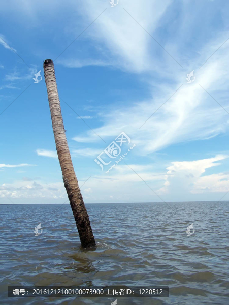 木桿的海