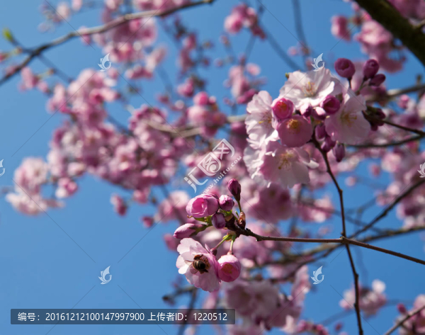 藍(lán)天上的櫻花