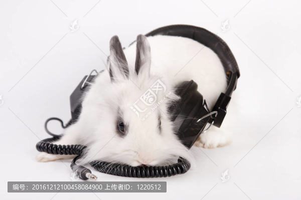 兔
