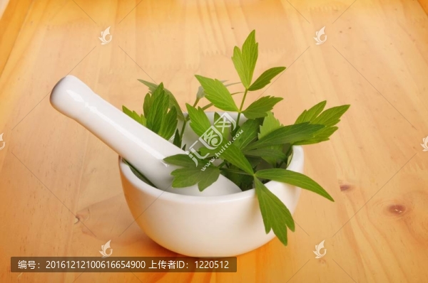 鮮當歸