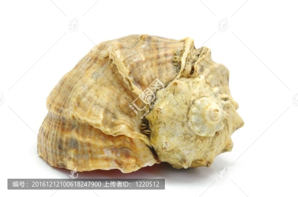 海貝殼-匯圖網(wǎng) www.fosd68.com 海貝殼