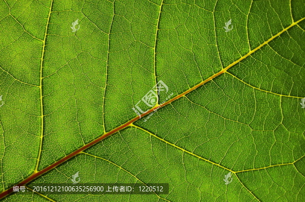綠葉紋理