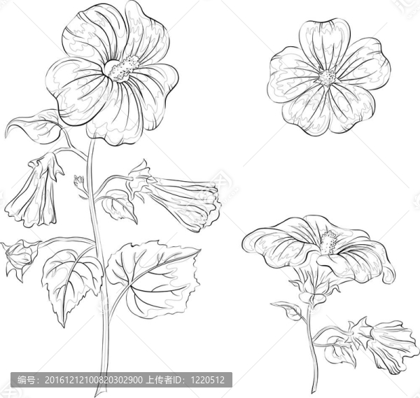 花葵；輪廓