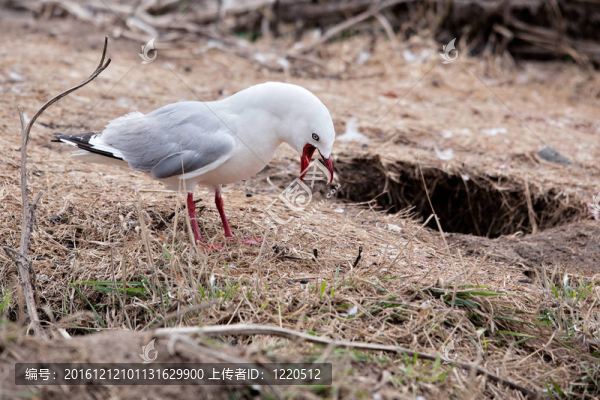 紅嘴海鷗（Chroicocephalus,scopulinus）