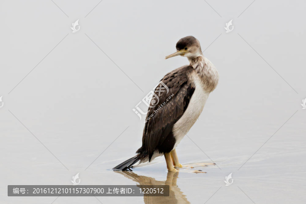發(fā)現(xiàn)粗毛（Phalacrocorax,punctatus）
