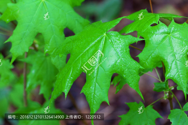 潮濕的春天的樹(shù)葉